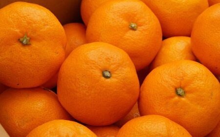 [秀品]和歌山有田みかん　5kg(SサイズまたはMサイズのいずれか) ※2025年11月中旬～2026年1月中旬頃順次発送予定（お届け日指定不可）【tec833A】