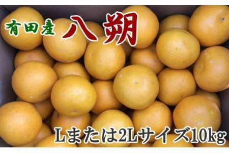 【手選果】有田産の八朔10kg（Lまたは2Lサイズいずれかお届け）＜2025年1月下旬～2月下旬頃に順次発送＞【tec846】