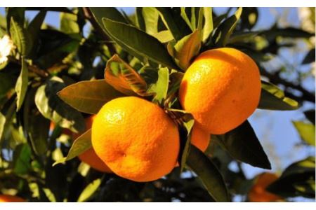 【産直・秀品】和歌山下津みかん　9kg(2Lサイズ) ※2025年11月中旬～2026年1月中旬頃に順次発送【tec869A】