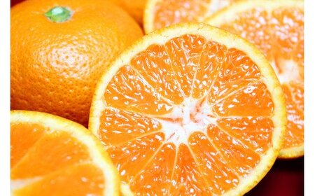 完熟有田みかん　10kg　※2026年11月下旬～2027年1月下旬頃に順次発送予定(お届け日指定不可) 【uot705】