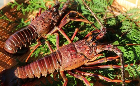 伊勢えび 伊勢海老 イセエビ / 活き伊勢えび 2尾 約400g～450g とれたて新鮮 南紀黒潮イセエビ 【12月～1月に順次発送】【mws001】