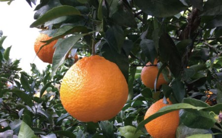 【先行予約】有田育ちの濃厚不知火(ご家庭用)(通称デコポン) 約5kg【ard021B】