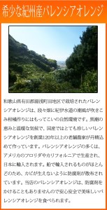 秀品　希少な国産バレンシアオレンジ　2.5kg　※2024年6月下旬頃～7月上旬頃順次発送（お届け日指定不可）【uot752】