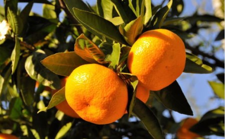 【訳あり】和歌山下津みかん約10kgご家庭用向け(サイズ混合) ※2025年11月中旬～2026年1月中旬頃順次発送【tec885A】