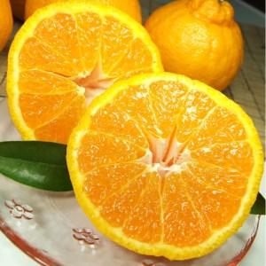 田村産「デコ」不知火[約3kg]湯浅町田村産春みかん(果実サイズおまかせ)/紀伊国屋文左衛門本舗　※2026年2月中旬～2026年3月下旬頃に順次発送予定(お届け日指定不可)【sgtb493A】