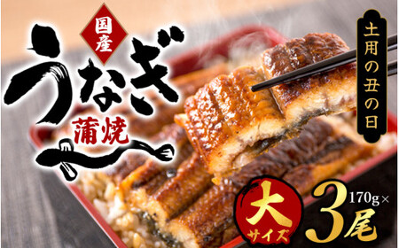 【春土用の丑の日】【大型サイズ】国産 大型サイズ ふっくら柔らか 国産うなぎ蒲焼き 3尾 化粧箱入 先行予約 国産 うなぎ ウナギ 鰻 蒲焼 土用の丑の日 丑の日 【uot303A-dy】