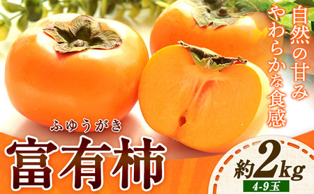 【先行予約】富有柿 約2kg 4-9玉 岸武青果株式会社《10月上旬-11月下旬頃出荷》 和歌山県 紀の川市 柿 カキ かき 果物 フルーツ 送料無料