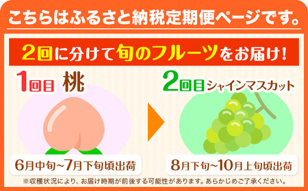 【2回定期便】【ご家庭用 訳あり】和歌山の桃 約2kg (6玉~8玉) 大粒 シャインマスカット 約1.2kg (約600g×2房) m&n果実園 《2026年6月中旬-10月上旬頃出荷》和歌山県 紀の川市 送料無料 桃 旬 果物 フルーツ【配送不可地域あり】