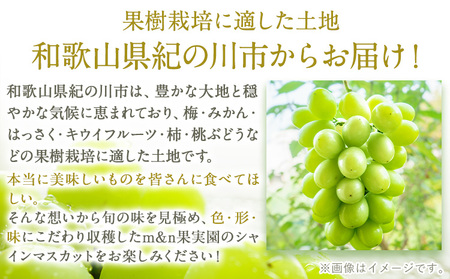 【2回定期便】【ご家庭用 訳あり】和歌山の桃 約2kg (6玉~8玉) 大粒 シャインマスカット 約1.2kg (約600g×2房) m&n果実園 《2026年6月中旬-10月上旬頃出荷》和歌山県 紀の川市 送料無料 桃 旬 果物 フルーツ【配送不可地域あり】