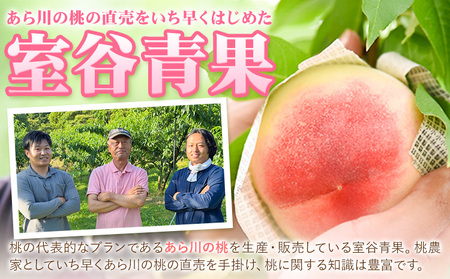 【予約受付】あら川の桃 約2.8kg 室谷青果 《2026年6月下旬-7月中旬頃出荷》 和歌山県 紀の川市