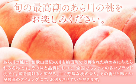 【予約受付】あら川の桃 約2.8kg 室谷青果 《2026年6月下旬-7月中旬頃出荷》 和歌山県 紀の川市