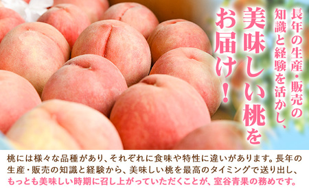 【予約受付】あら川の桃 約3.5kg 室谷青果 《2026年6月下旬-7月中旬頃出荷》 和歌山県 紀の川市