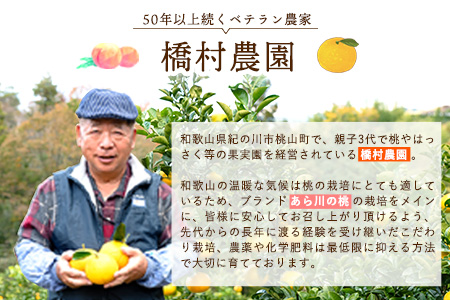 ご家庭用 紀の川はっさく 約10kg(Sサイズ) 橋村農園《2024年12月中旬-2月下旬出荷》和歌山県 紀の川市 八朔