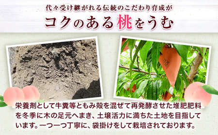 【先行予約】ブランド桃 あら川の桃 大玉3個入り もも 橋村農園《2026年7月上旬‐8月上旬出荷》和歌山県 紀の川市