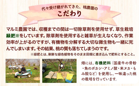 「あら川の桃」 特秀品 3個入 マルミ農園 《2026年6月下旬-8月下旬頃出荷》