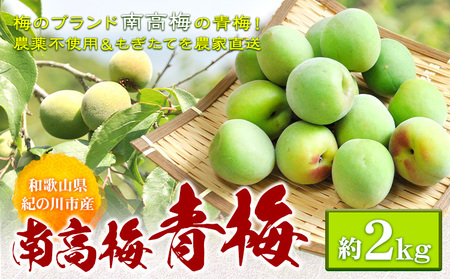 青梅 梅 うめ 南高梅 約2kg