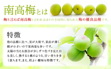青梅 梅 うめ 南高梅 約2kg