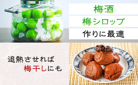 青梅 梅 うめ 南高梅 約2kg