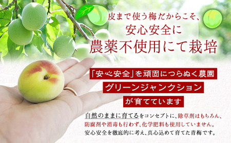 青梅 梅 うめ 南高梅 約2kg