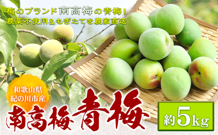 青梅 梅 和歌山産 南高梅 約5kg ときわオンライン