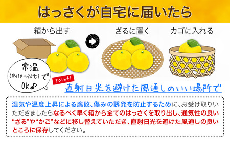 紀の川市はっさく まーくん家の八朔 5kg きただ農園まーくん家《2月上旬-3月末頃出荷》和歌山県 紀の川市 柑橘 はっさく 化学肥料・除草剤不使用