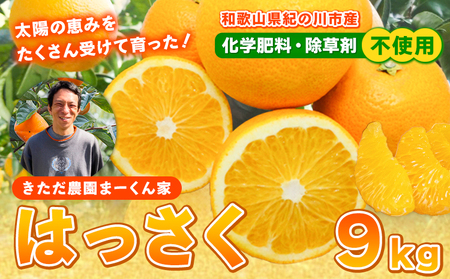 まーくん家の八朔 9kg きただ農園まーくん家《2026年2月上旬-3月末頃出荷》和歌山県 紀の川市 柑橘 はっさく 化学肥料・除草剤不使用