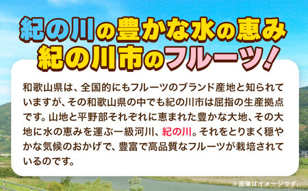 キウイフルーツ キウイ【先行予約】紀の姫キウイフルーツ約3.6kg（20～27玉入）JAわかやま 紀の里地域本部 《2026年1月上旬-2月末頃出荷》和歌山県 紀の川市
