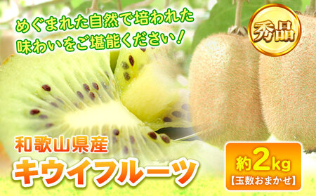 キウイフルーツ(和歌山県産)大玉サイズ 和歌山県産キウイフルーツ約2kg(サイズおまかせ)・秀品 紀の川市
