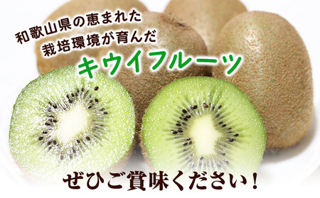 キウイフルーツ(和歌山県産)大玉サイズ 和歌山県産キウイフルーツ約2kg(サイズおまかせ)・秀品 紀の川市