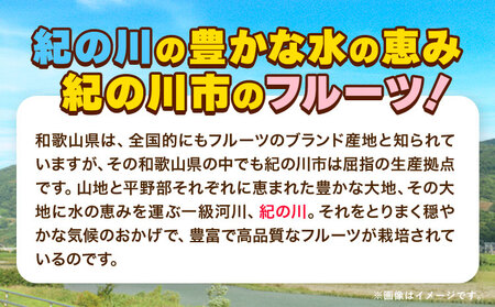 【先行予約】紅八朔(ポッポ) 10kg(3L-L) JAわかやま 紀の里地域本部 《2026年3月中旬-3月末頃出荷》 和歌山県 紀の川市 果物 フルーツ 柑橘 はっさく