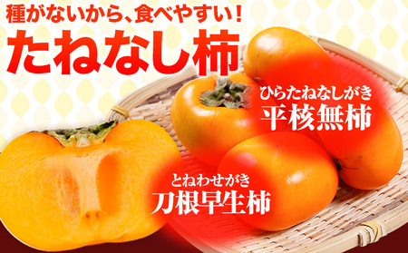 たねなし柿(刀根早生柿・平核無柿)約 2kg(9～12玉前後)2L～M《2025年9月中旬-11月上旬頃出荷》