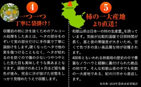 ＜先行予約＞紀の川市産 黒あま 種なし 約2kg（6～9玉前後）4L～2Lサイズ《2025年10月中旬-11月末頃出荷》