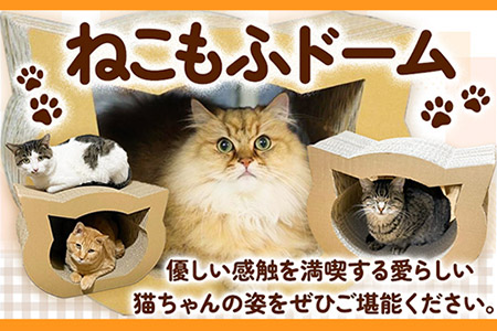 猫 ねこもふドーム 濱田紙販売株式会社《90日以内に出荷予定(土日祝除く)》猫猫猫猫ペットペットペット