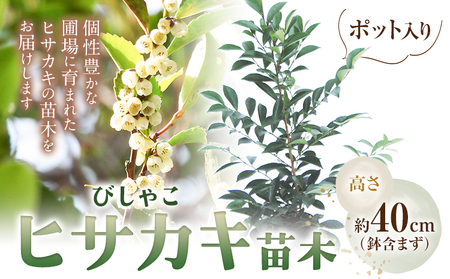 植木ヒサカキ(びしゃこ)苗木[高さ約40cm×1本] 農事組合法人 桃山町植木組合《90日以内に出荷予定(土日祝除く)》和歌山県 紀の川市 植木 植物 ヒサカキ 送料無料