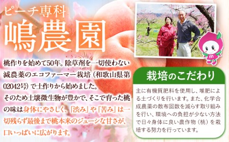 桃 もも 黄貴妃 約2kg 5-7玉入り 嶋農園《2025年9月上旬-9月末頃出荷》 和歌山県 紀の川市 桃 もも モモ フルーツ 果物 送料無料