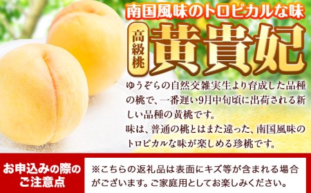 桃 もも 黄貴妃 約2kg 5-7玉入り 嶋農園《2025年9月上旬-9月末頃出荷》 和歌山県 紀の川市 桃 もも モモ フルーツ 果物 送料無料