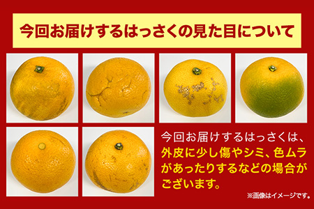 【訳あり】＜先行予約＞はっさく 約4kg (4L~Sサイズ) 不選別 早生･晩生指定不可 《2025年2月上旬-4月中旬頃出荷》｜八朔はっさく八朔はっさく八朔はっさく八朔はっさく八朔はっさく八朔はっさく八朔はっさく八朔はっさく八朔はっさく八朔はっさく八朔はっさく八朔はっさく八朔はっさく八朔はっさく八朔はっさく八朔はっさく八朔はっさく八朔はっさく八朔はっさく八朔はっさく八朔はっさく八朔はっさく八朔はっさく八朔はっさく八朔はっさく八朔はっさく八朔はっさく八朔はっさく八朔はっさく八朔はっさく八朔はっさく八朔はっさく八朔はっさく八朔はっさく八朔はっさく八朔はっさく八朔はっさく八朔はっさく八朔はっさく八朔はっさく八朔はっさく八朔はっさく八朔はっさく八朔はっさく八朔はっさく八朔はっさく八朔はっさく八朔はっさく八朔はっさく八朔はっさく八朔はっさく八朔はっさく八朔はっさく八朔はっさく八朔はっさく八朔はっさく八朔はっさく八朔はっさく八朔はっさく八朔はっさく八朔はっさく八朔はっさく八朔はっさく八朔はっさく八朔はっさく八朔はっさく八朔はっさく八朔はっさく八朔はっさく八朔はっさく八朔はっさく八朔はっさく八朔はっさく八朔はっさく八朔はっさく八朔はっさく八朔はっさく八朔はっさく八朔はっさく八朔はっさく八朔はっさく八朔はっさく八朔はっさく八朔はっさく八朔はっさく八朔はっさく八朔はっさく八朔はっさく八朔はっさく八朔はっさく八朔はっさく八朔はっさく八朔はっさく八朔はっさく八朔はっさく八朔はっさく八朔はっさく八朔はっさく八朔はっさく八朔はっさく八朔はっさく八朔はっさく八朔はっさく八朔はっさく八朔はっさく八朔はっさく八朔はっさく八朔はっさく八朔はっさく八朔はっさく八朔はっさく八朔はっさく八朔はっさく八朔はっさく八朔はっさく八朔はっさく八朔はっさく八朔はっさく八朔はっさく八朔はっさく八朔はっさく八朔はっさく八朔はっさく八朔はっさく八朔はっさく八朔はっさく八朔はっさく八朔はっさく