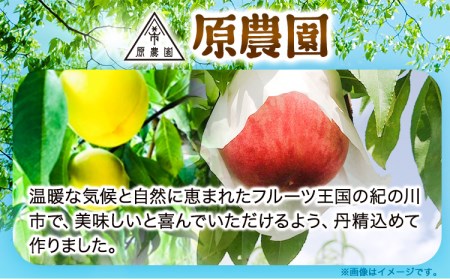 もも とれたて桃 旬の桃をお届け 約2kg 原農園《2025年6月中旬-8月下旬頃出荷》 和歌山県 紀の川市 果物 フルーツ 桃 もも モモ 日川白鳳 夏雄美 白鳳 なつっこ 滝の沢ゴールド つきあかり まどか 曙紅 川中島白桃 旬