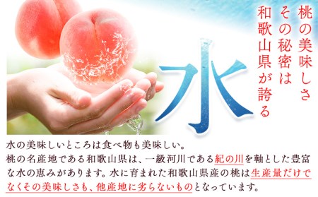 もも とれたて桃 旬の桃をお届け 約2kg 原農園《2025年6月中旬-8月下旬頃出荷》 和歌山県 紀の川市 果物 フルーツ 桃 もも モモ 日川白鳳 夏雄美 白鳳 なつっこ 滝の沢ゴールド つきあかり まどか 曙紅 川中島白桃 旬