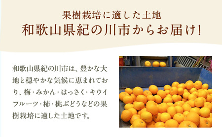 八朔 約5kg M～2L ｍ＆ｎ果実園《2025年1月下旬-3月中旬頃出荷》和歌山県 紀の川市 果物 はっさく フルーツ 柑橘類 送料無料