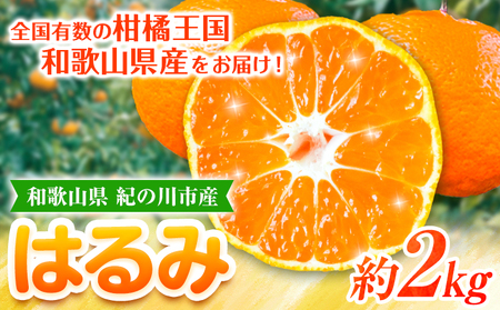 【先行予約】【ふるさと納税】和歌山県紀の川市産 はるみ 約2kg 岸武青果株式会社《2025年3月上旬-5月下旬頃出荷》 和歌山県 紀の川市 はるみ 春見 果物 フルーツ 柑橘 2kg 送料無料