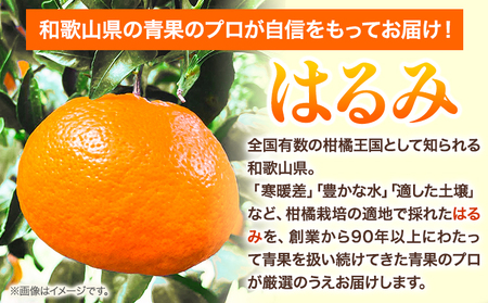 【先行予約】【ふるさと納税】和歌山県紀の川市産 はるみ 約2kg 岸武青果株式会社《2025年3月上旬-5月下旬頃出荷》 和歌山県 紀の川市 はるみ 春見 果物 フルーツ 柑橘 2kg 送料無料