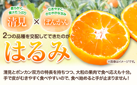 【先行予約】【ふるさと納税】和歌山県紀の川市産 はるみ 約2kg 岸武青果株式会社《2025年3月上旬-5月下旬頃出荷》 和歌山県 紀の川市 はるみ 春見 果物 フルーツ 柑橘 2kg 送料無料