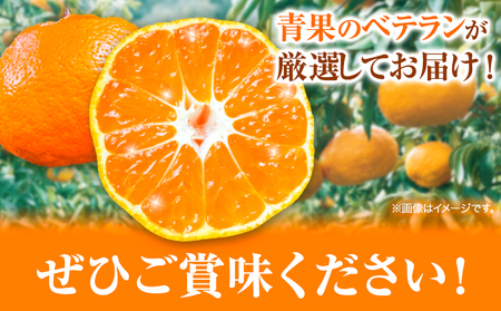 【先行予約】【ふるさと納税】和歌山県紀の川市産 はるみ 約2kg 岸武青果株式会社《2025年3月上旬-5月下旬頃出荷》 和歌山県 紀の川市 はるみ 春見 果物 フルーツ 柑橘 2kg 送料無料