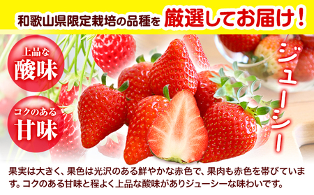 苺 いちご まりひめ【2026年先行予約】 約500g ( 250g × 2パック ) お試し パック 苺 イチゴ JAわかやま 紀の里地域本部《2026年2月中旬-3月末頃出荷荷》 和歌山県 紀の川市 青果物 果物 くだもの フルーツ スイーツ