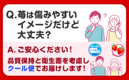 苺 いちご まりひめ【2026年先行予約】 約500g ( 250g × 2パック ) お試し パック 苺 イチゴ JAわかやま 紀の里地域本部《2026年2月中旬-3月末頃出荷荷》 和歌山県 紀の川市 青果物 果物 くだもの フルーツ スイーツ