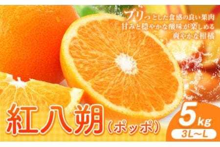 紅八朔（ポッポ） 5kg（3L～L）JAわかやま 紀の里地域本部《3月中旬-4月中旬頃出荷予定(土日祝除く)》和歌山県 岩出市 産地直送