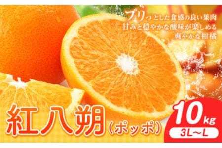 紅八朔（ポッポ）10kg（3L～L）JAわかやま 紀の里地域本部《3月中旬-4月中旬に出荷予定(土日祝除く)》和歌山県 岩出市 産地直送