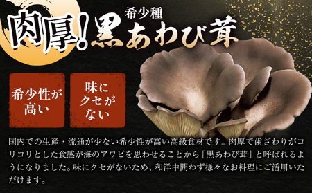 きのこ 希少種 黒あわび茸 生 200g ( 100g × 2パック ) 《60日以内に出荷予定(土日祝除く)》 和島興産株式会社 
