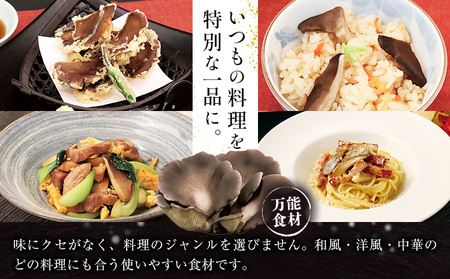 きのこ 希少種 黒あわび茸 生 200g ( 100g × 2パック ) 《60日以内に出荷予定(土日祝除く)》 和島興産株式会社 